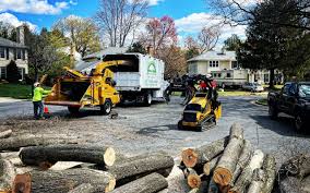 Best Emergency Tree Removal  in Alliance, NE