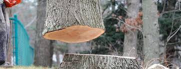Best Tree Preservation Services  in Alliance, NE