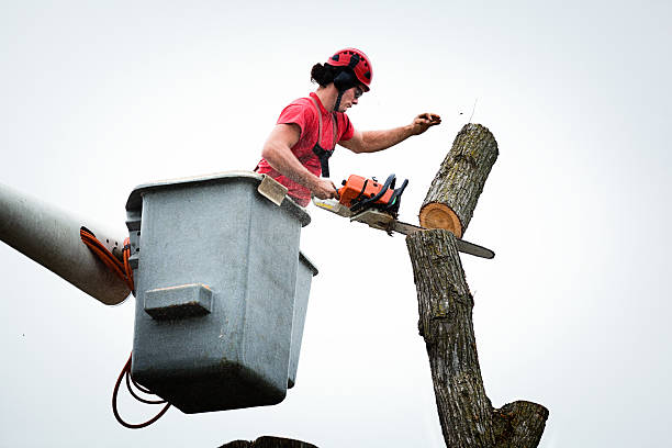 Best Stump Grinding and Removal  in Alliance, NE